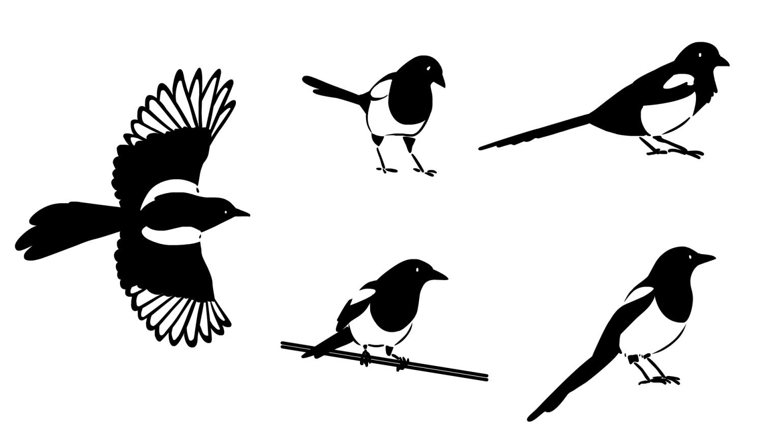 MagpieDesign